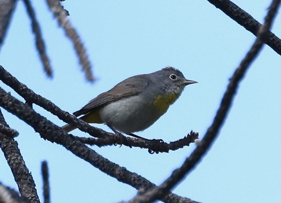 Virginia's Warbler - Jeffrey Thomas