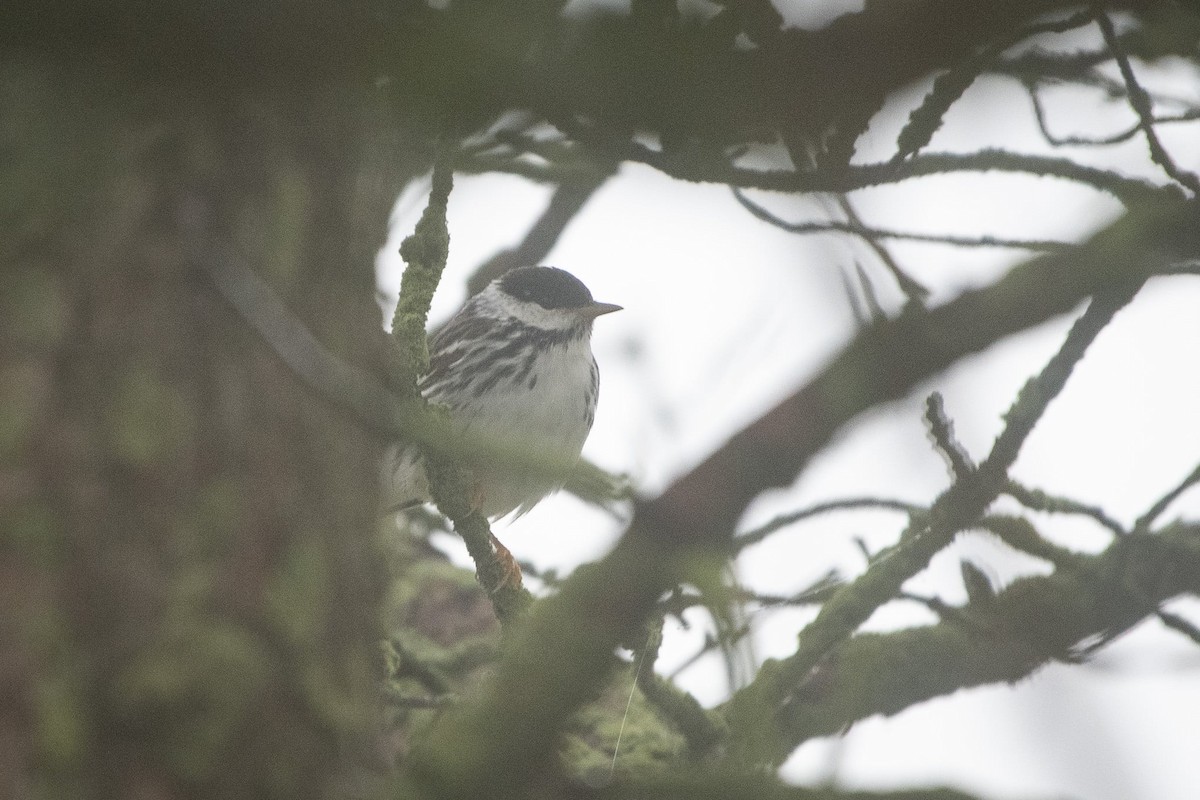 Blackpoll Warbler - Liz Klinger