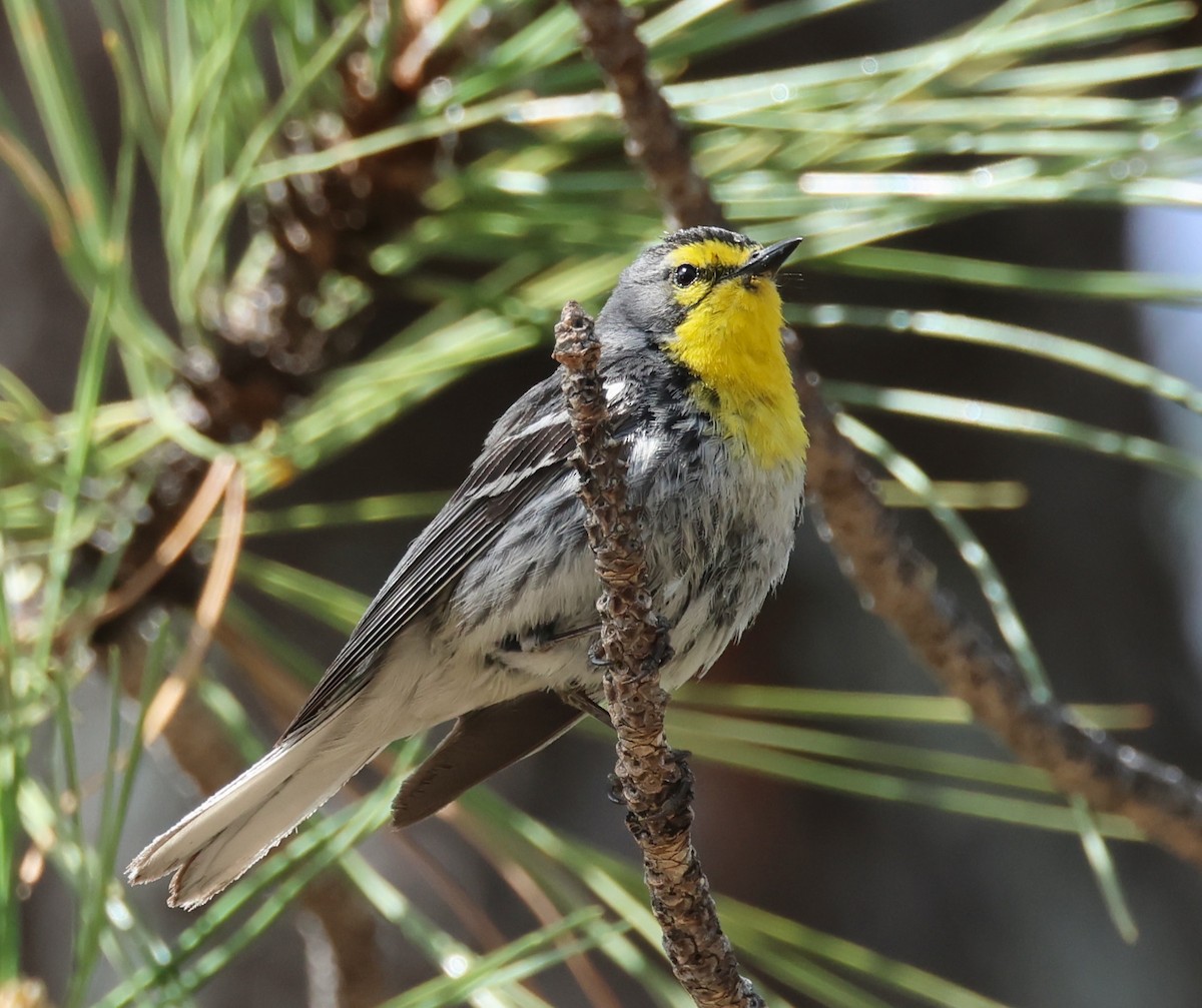 Grace's Warbler - Jeffrey Thomas