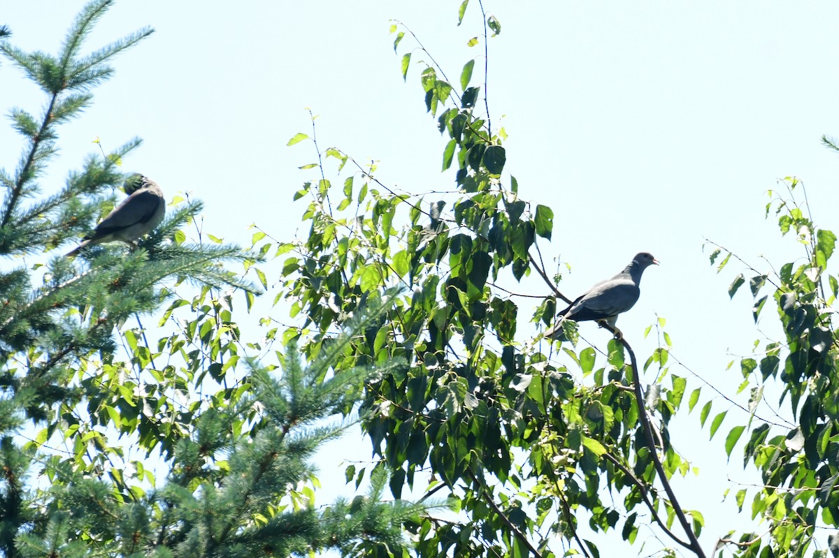 Band-tailed Pigeon - Sabine Decamp