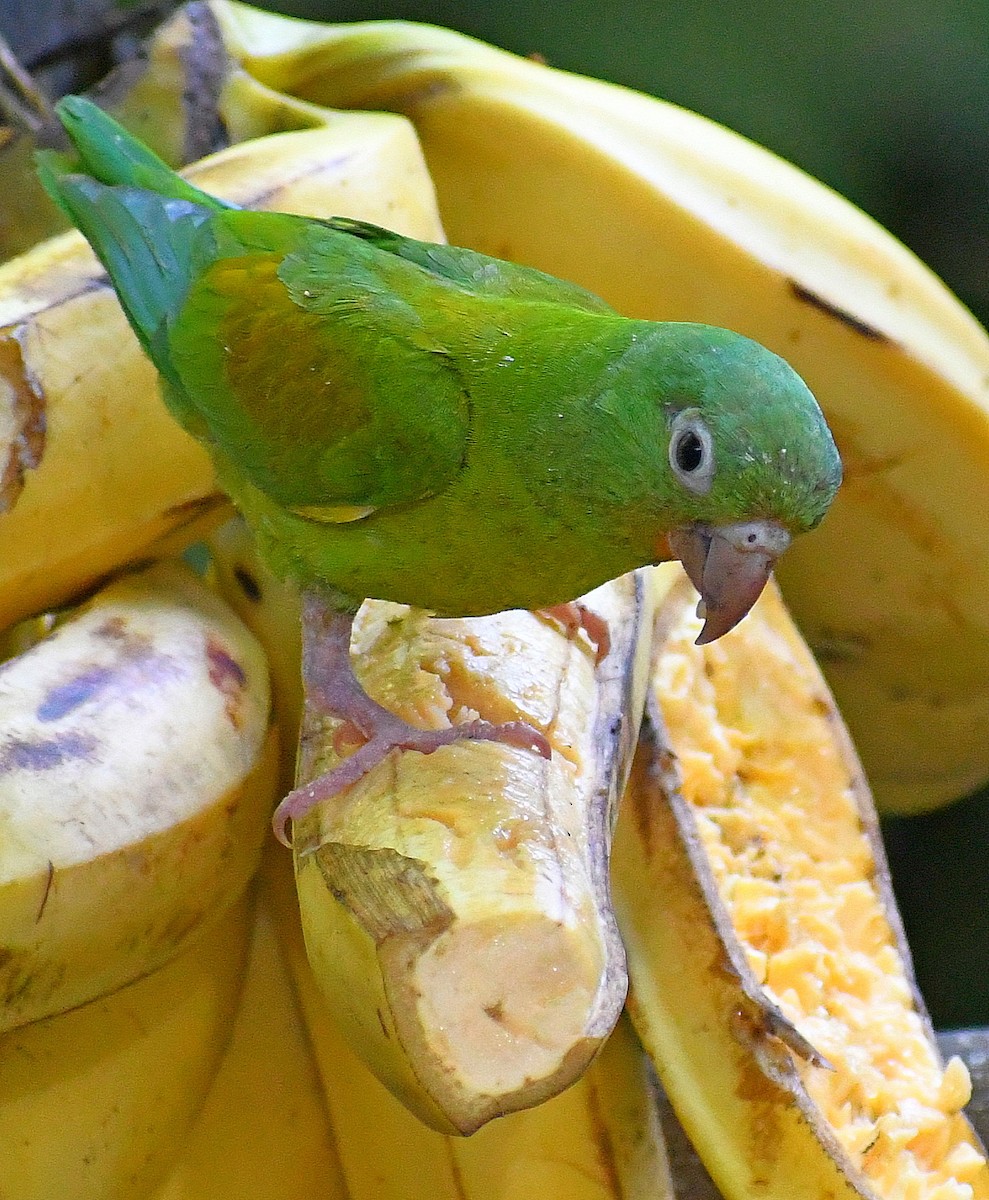 Orange-chinned Parakeet - Edward Clark