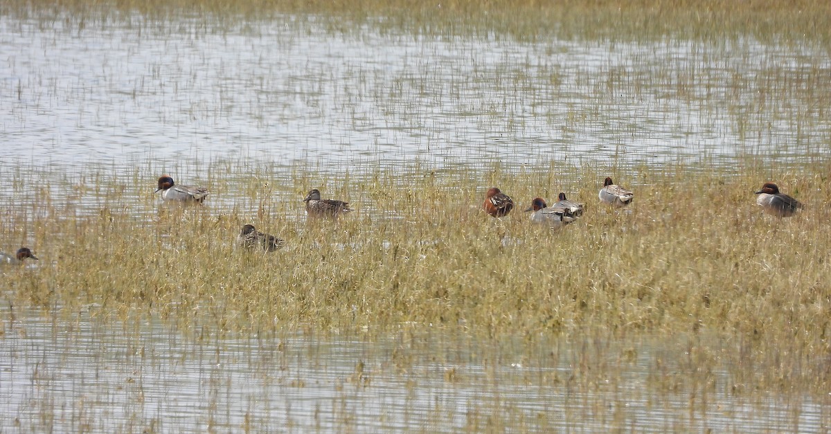 Green-winged Teal - Glenn Pearson