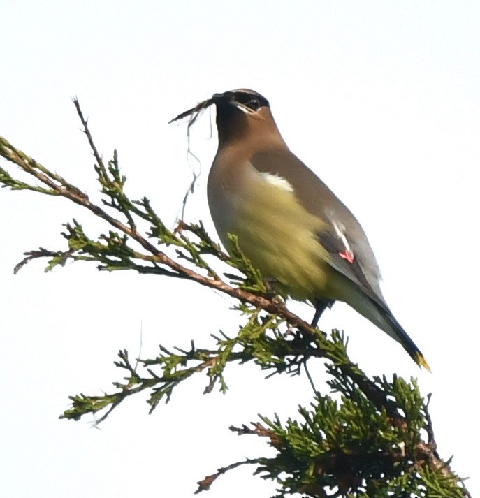 Cedar Waxwing - Suzanne Sullivan