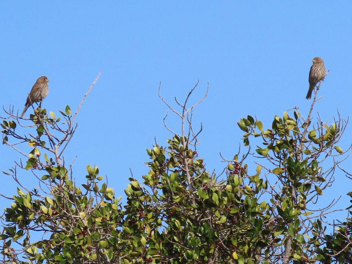 House Finch - Mike Shafto