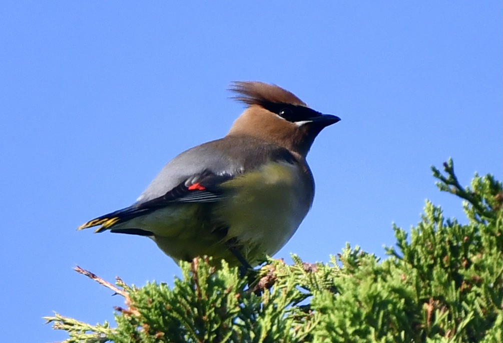 Cedar Waxwing - Suzanne Sullivan