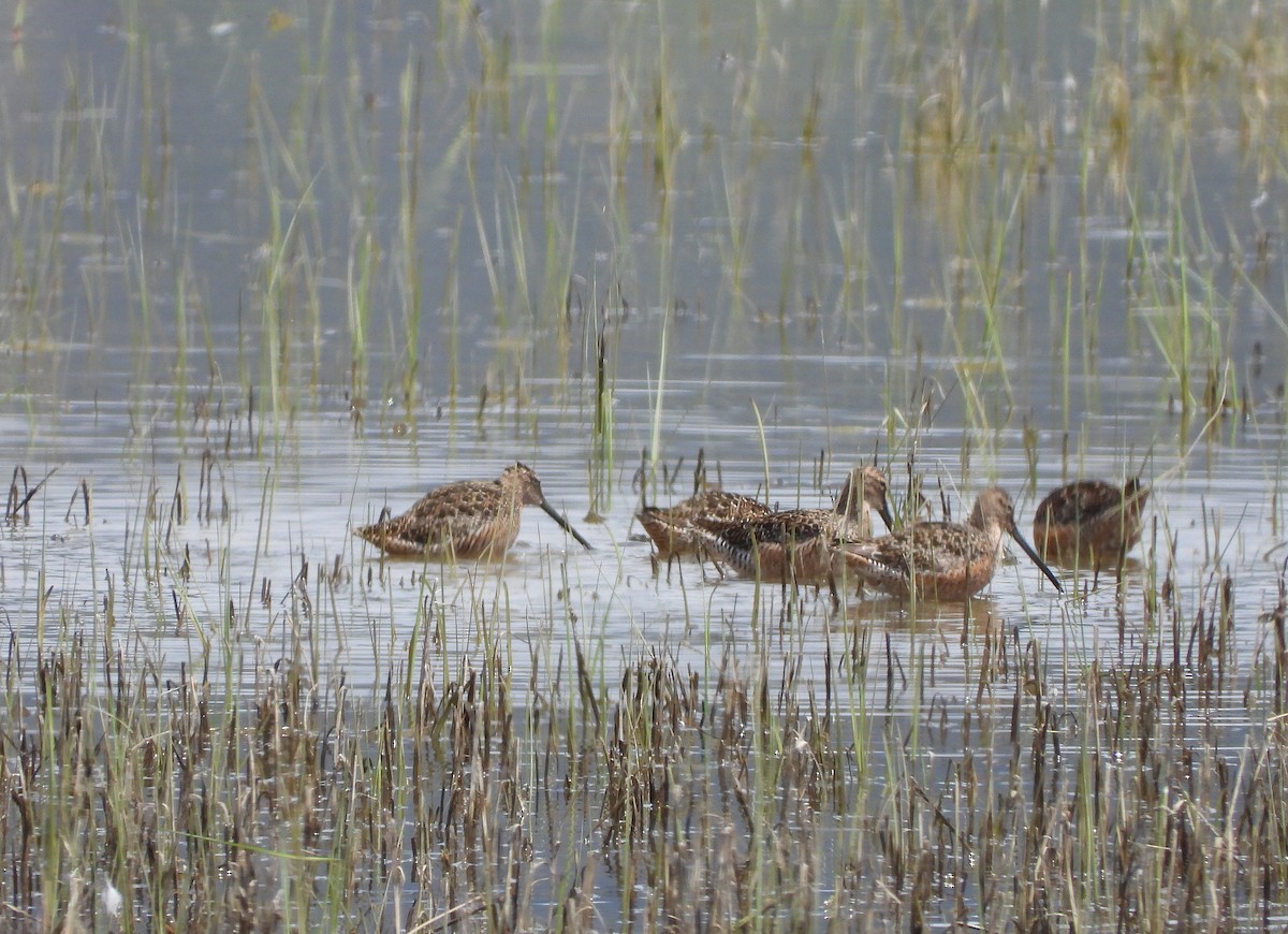 Long-billed Dowitcher - Glenn Pearson