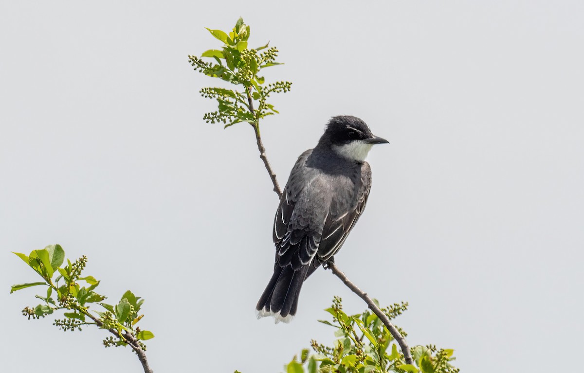 Eastern Kingbird - Yannick Fleury