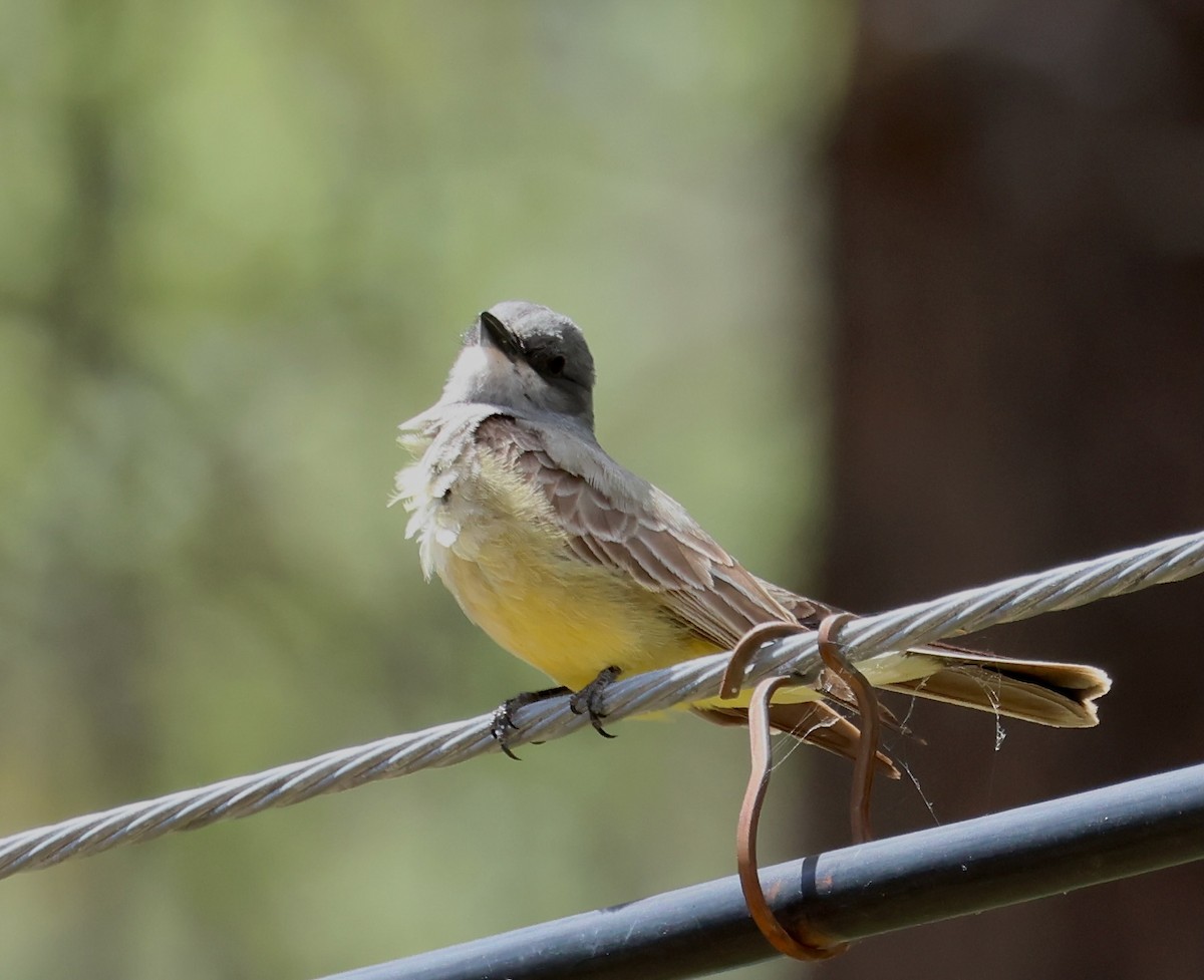 Cassin's Kingbird - Jeffrey Thomas