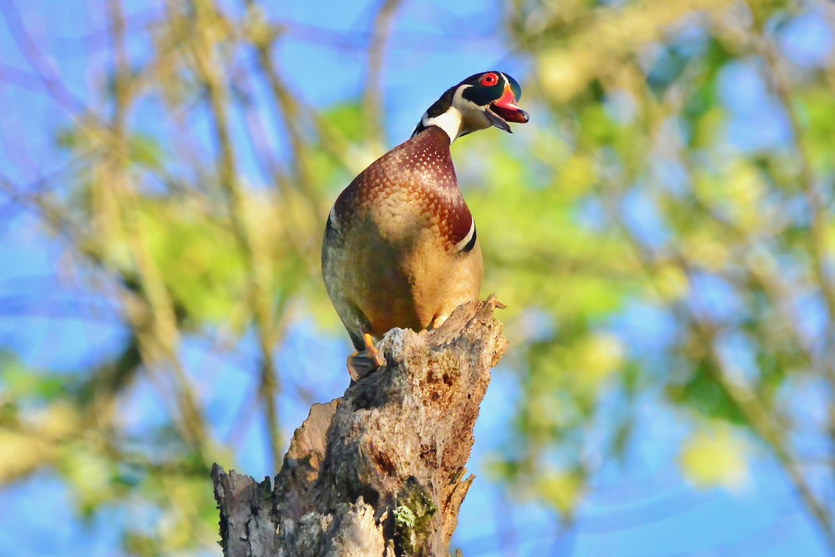 Wood Duck - Seth Honig