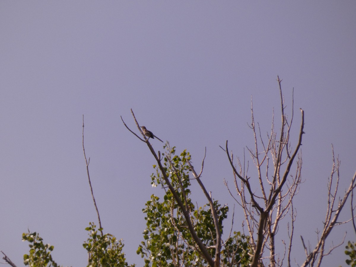 Northern Mockingbird - Wesley McGee