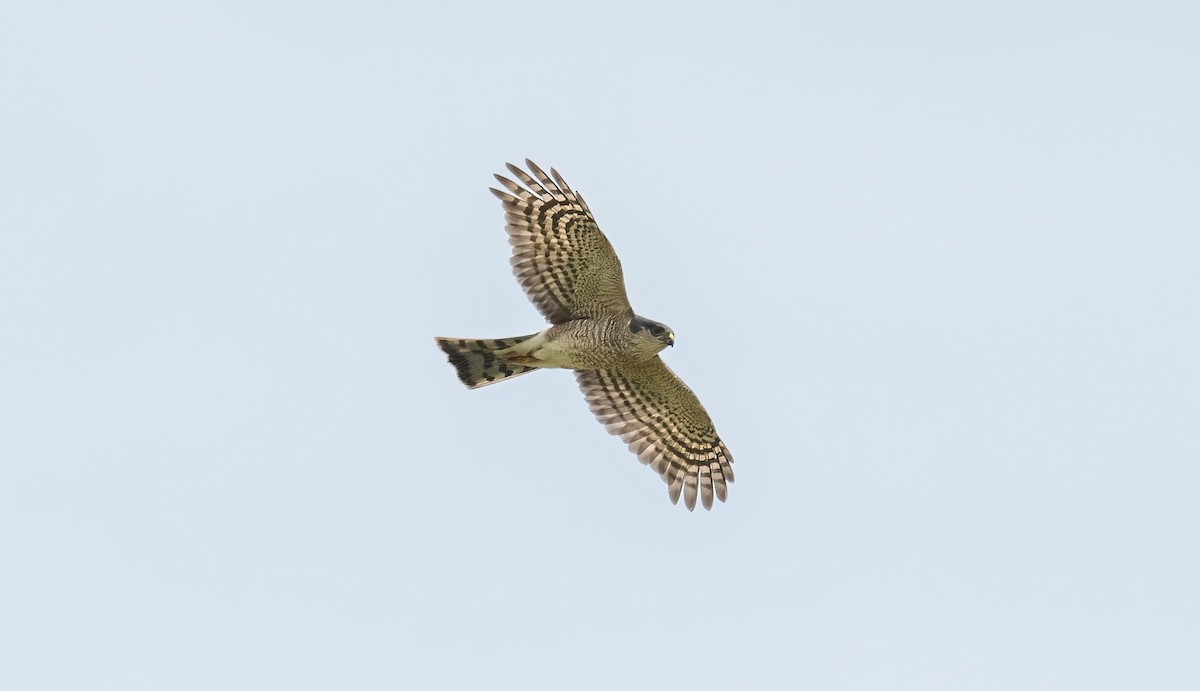 Sharp-shinned Hawk - Yannick Fleury