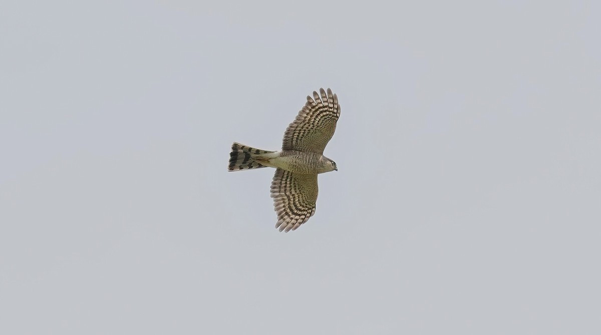 Sharp-shinned Hawk - Yannick Fleury