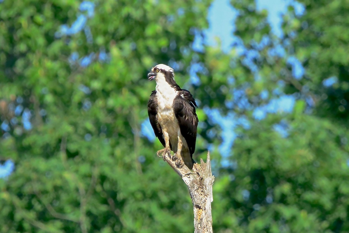 Osprey - Seth Honig