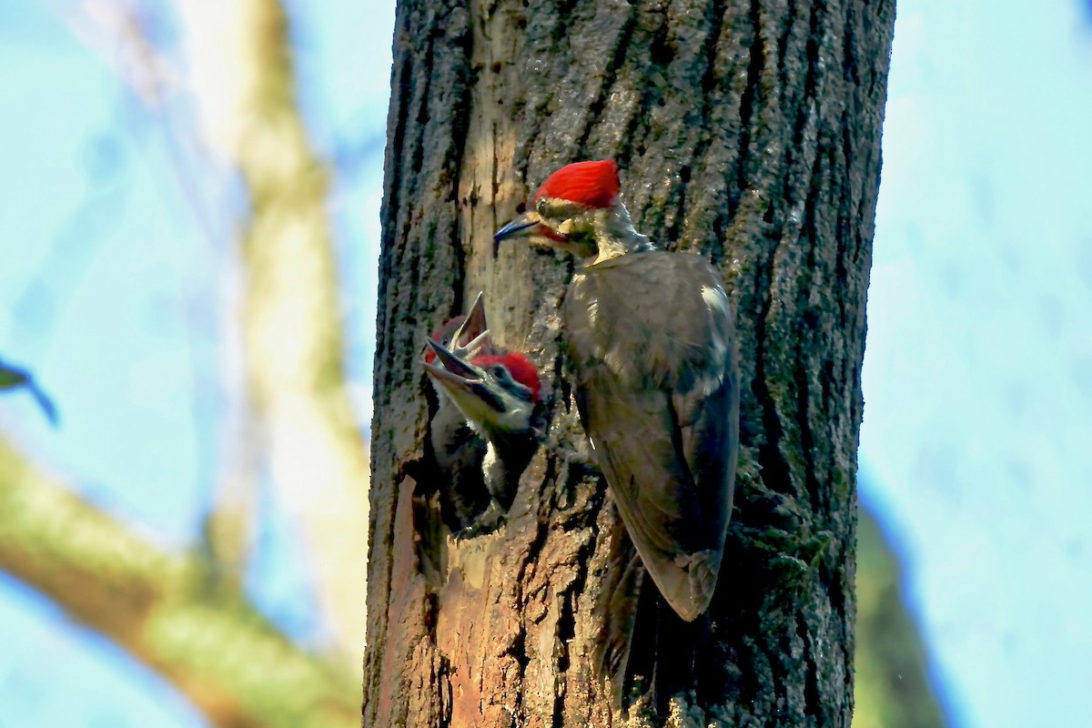 Pileated Woodpecker - Seth Honig