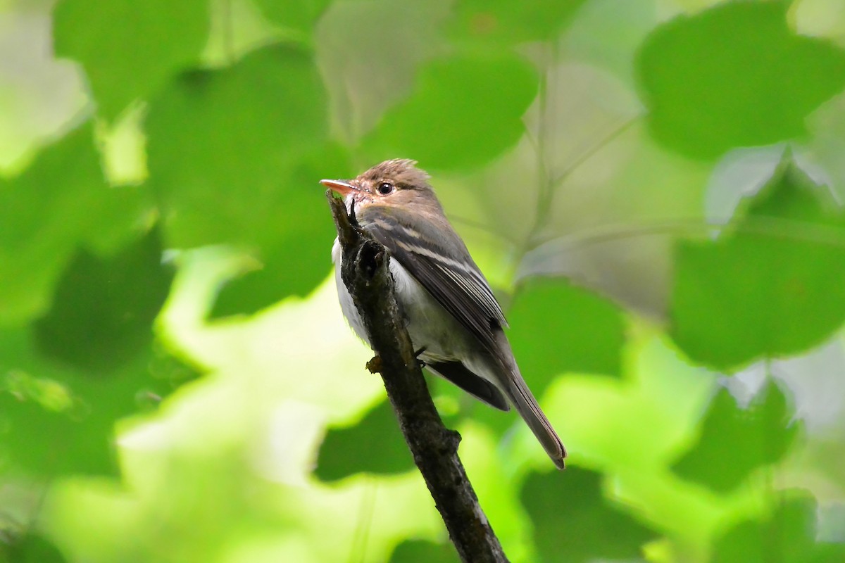 Acadian Flycatcher - Seth Honig