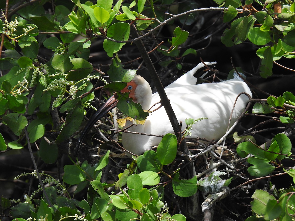 White Ibis - ML619642318