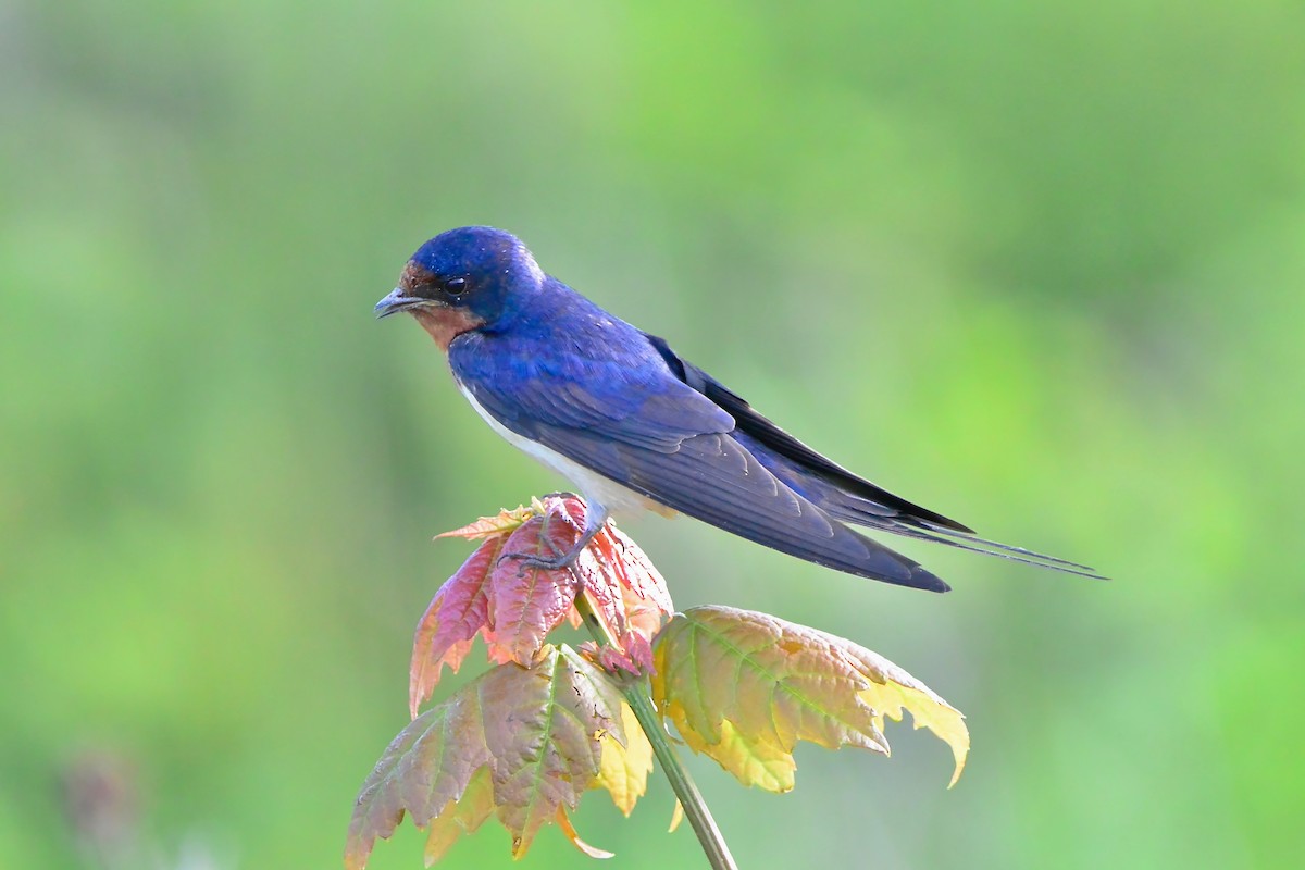 Barn Swallow - Seth Honig