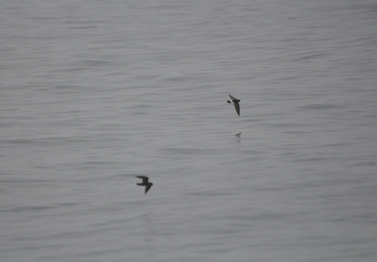 Wilson's Storm-Petrel - Joachim Gonzalez