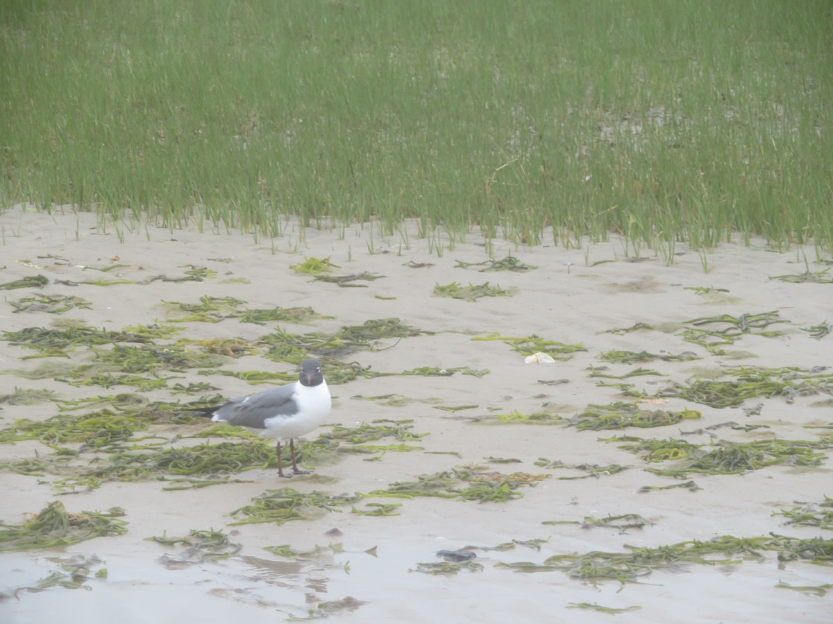 Laughing Gull - William Kuk