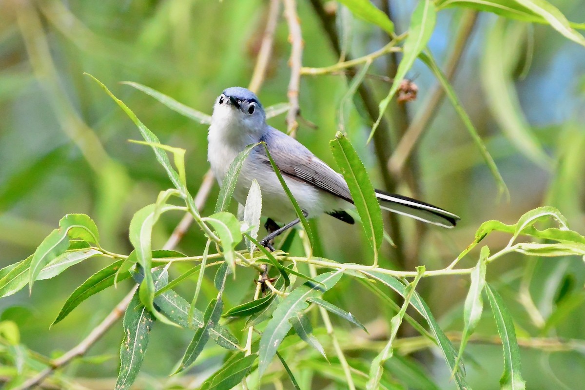 Blue-gray Gnatcatcher - Seth Honig