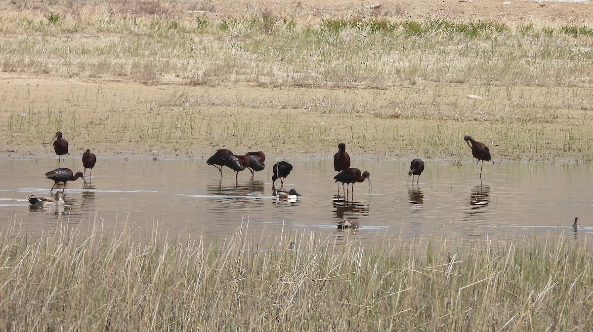 White-faced Ibis - Glenn Pearson