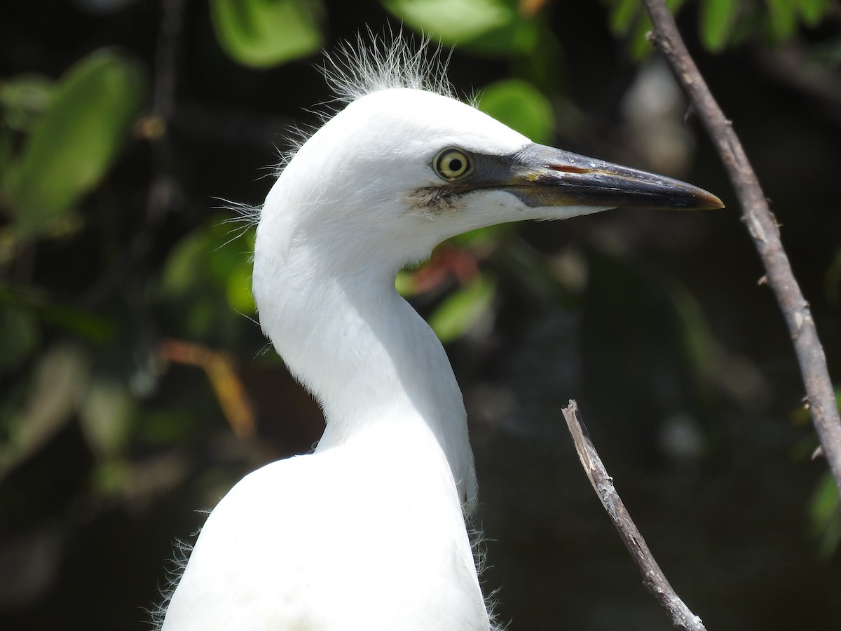 Western Cattle Egret - Coral Avilés Santiago