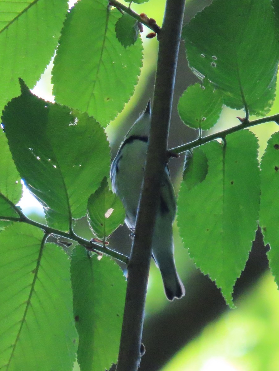 Cerulean Warbler - Pamela Hunt