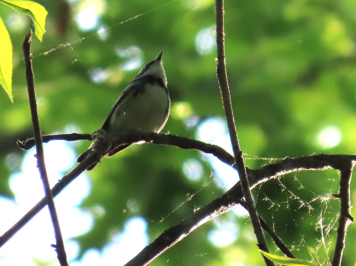 Cerulean Warbler - Pamela Hunt