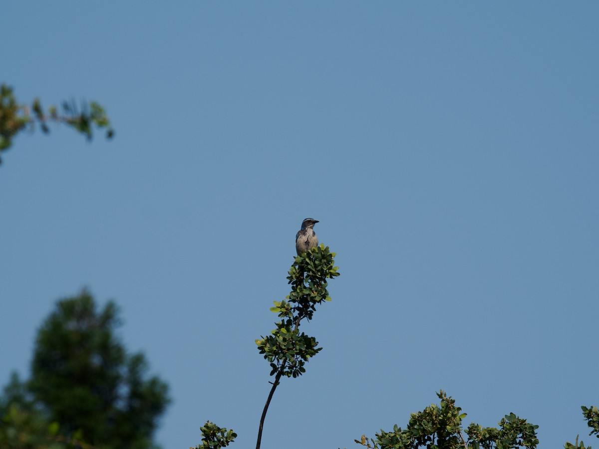 California Scrub-Jay - ML619642346