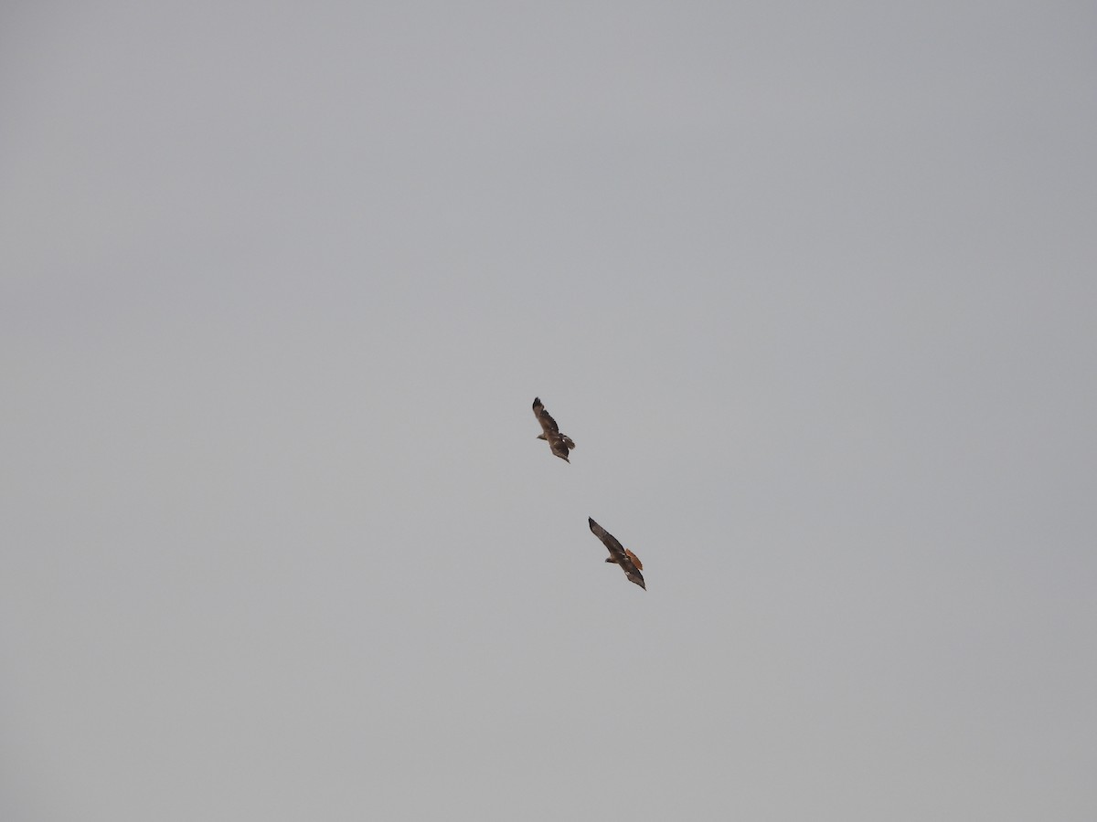 Red-tailed Hawk - Glenn Pearson