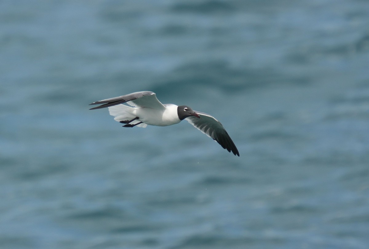 Laughing Gull - Romain Demarly