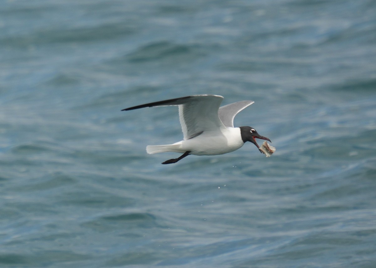 Laughing Gull - Romain Demarly