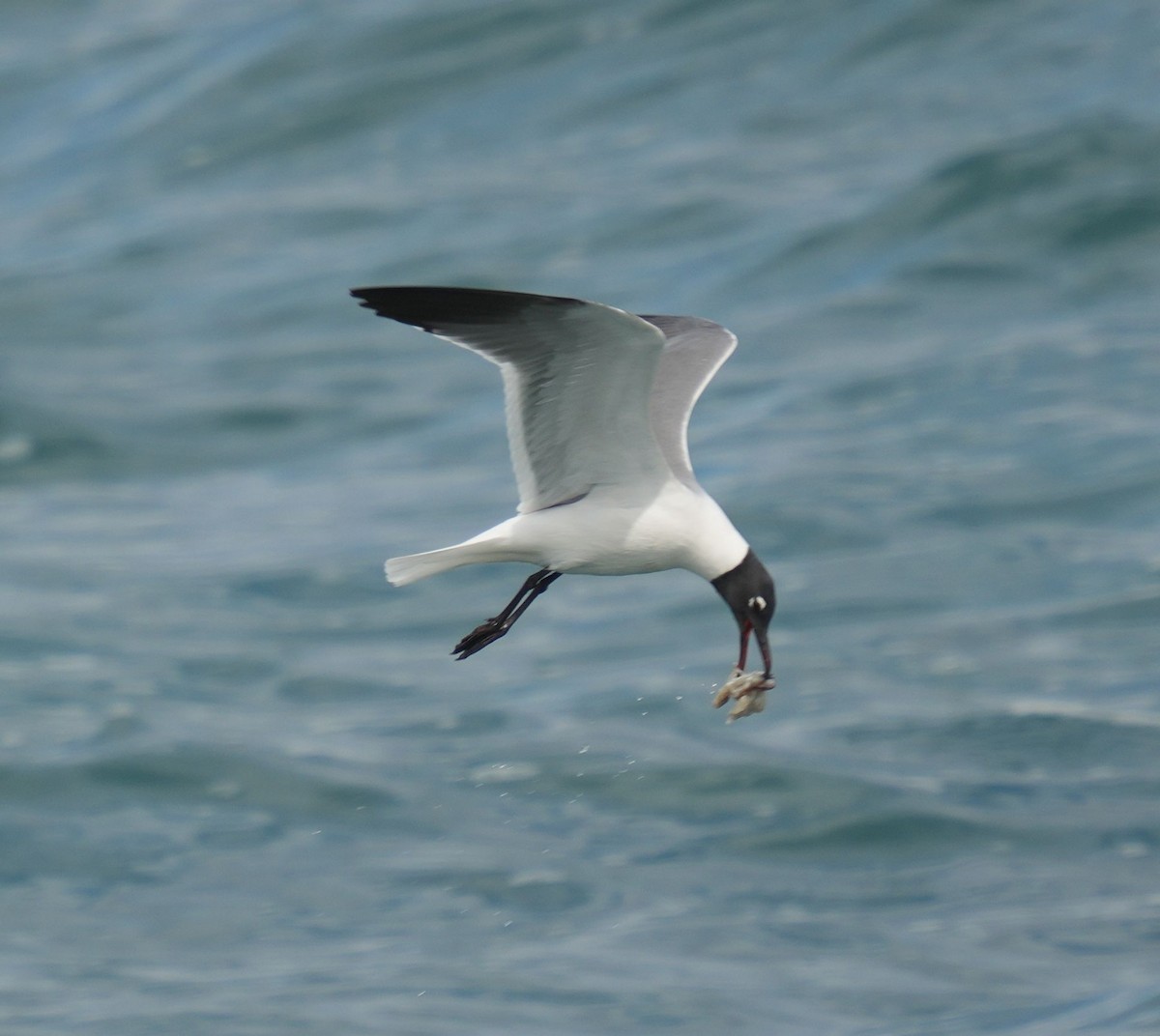 Laughing Gull - Romain Demarly