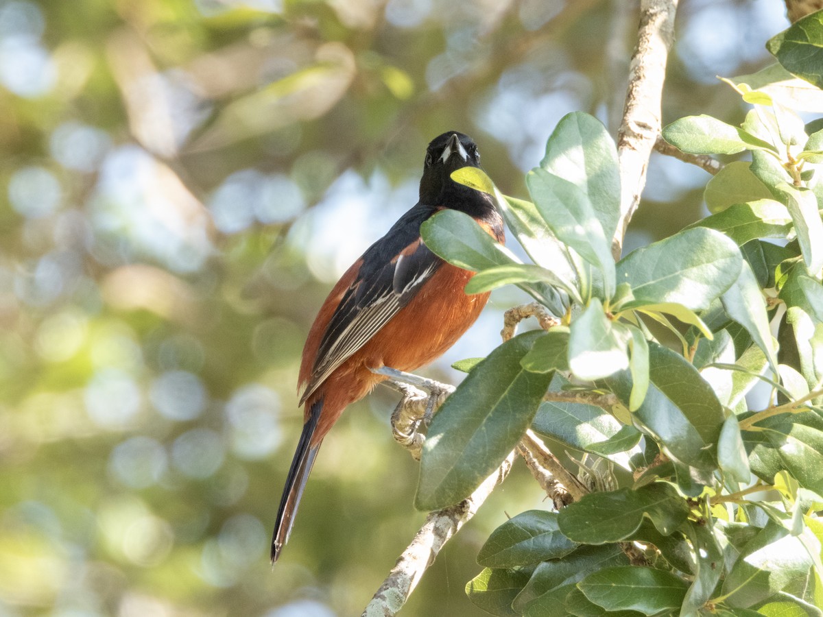Orchard Oriole - ML619642374