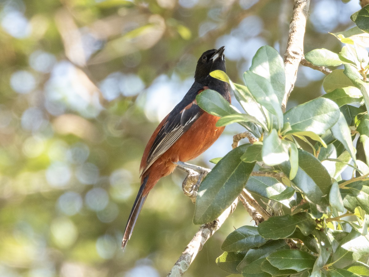 Orchard Oriole - ML619642375