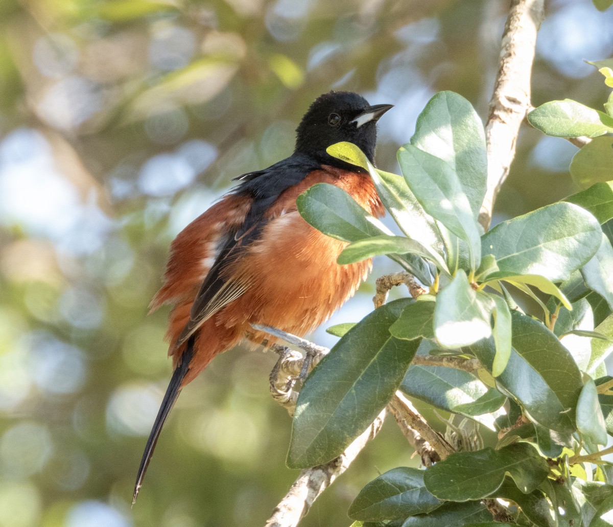 Orchard Oriole - ML619642381