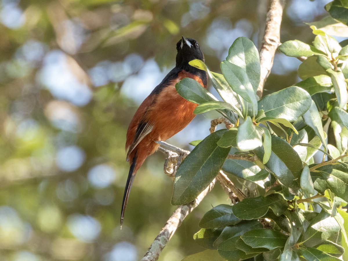 Orchard Oriole - ML619642382