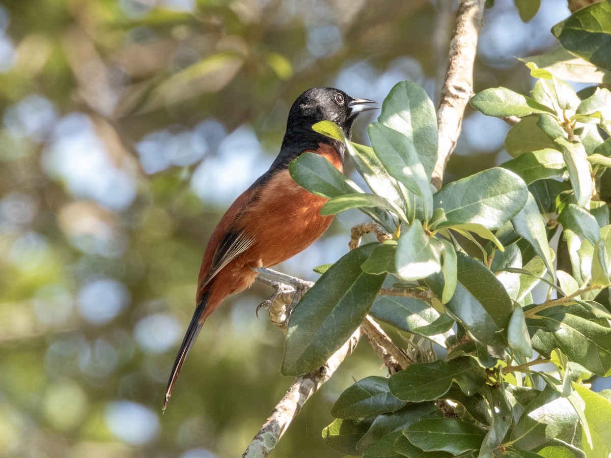 Orchard Oriole - ML619642385