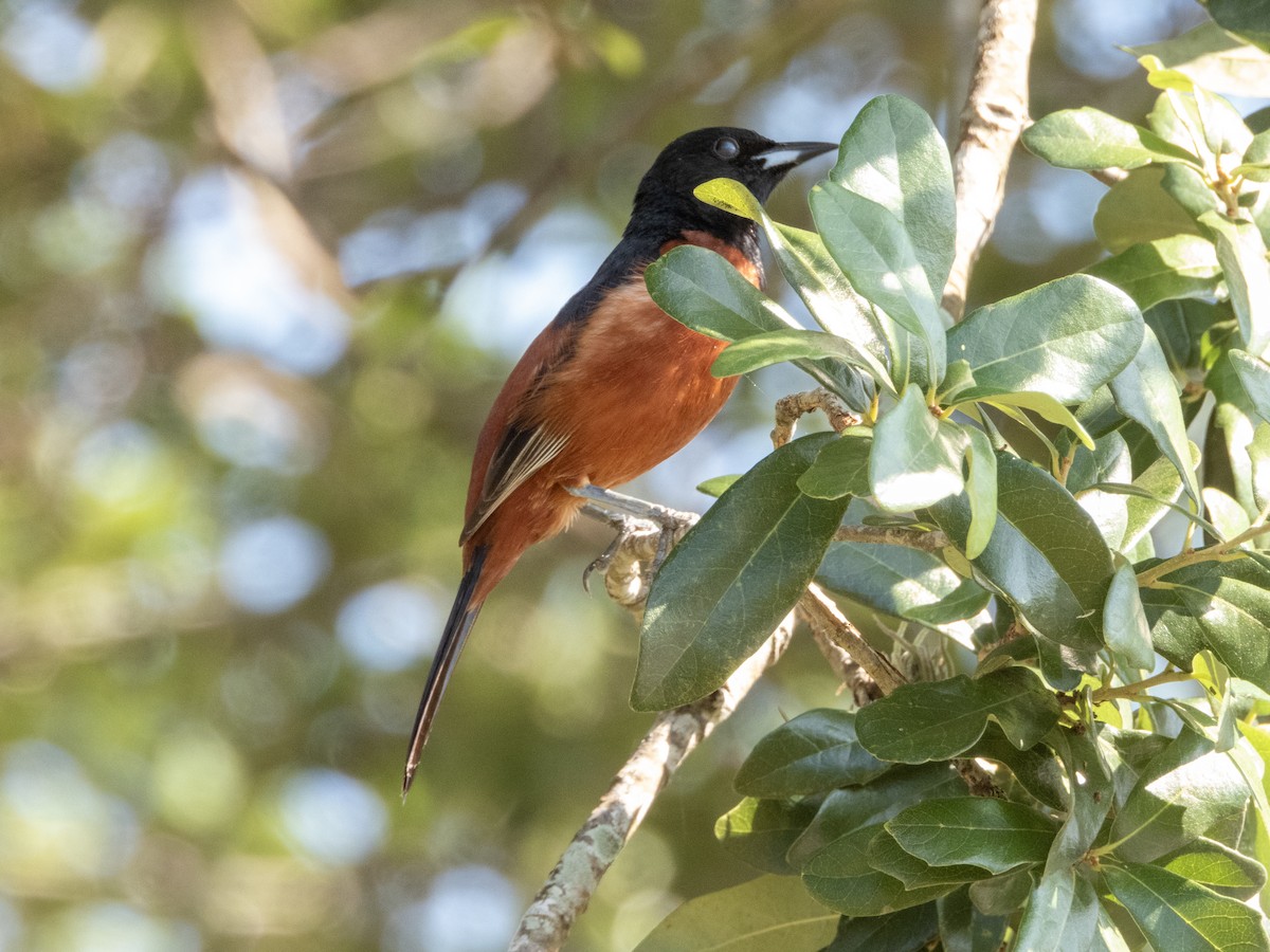 Orchard Oriole - ML619642386