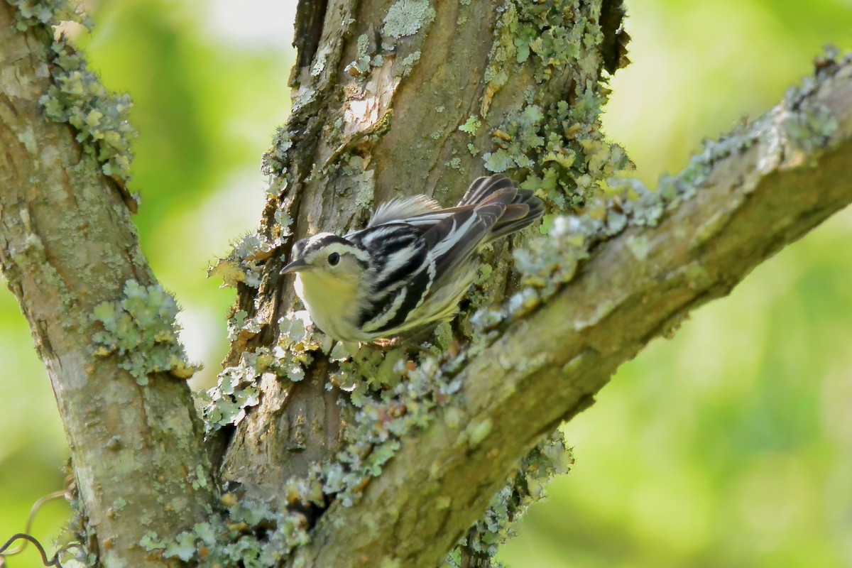 Black-and-white Warbler - Seth Honig