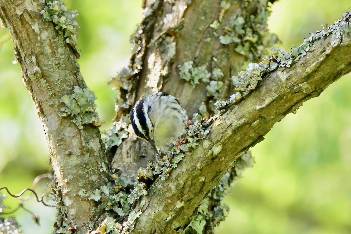 Black-and-white Warbler - Seth Honig