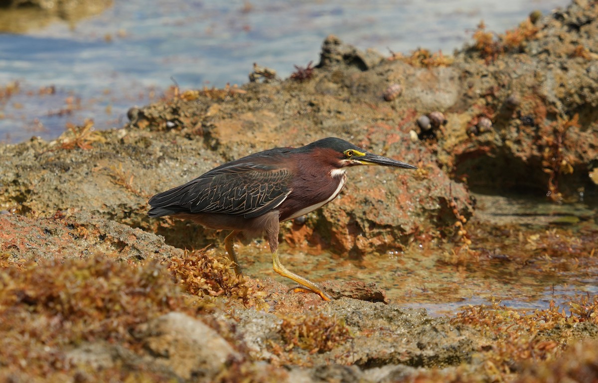 Green Heron - Romain Demarly