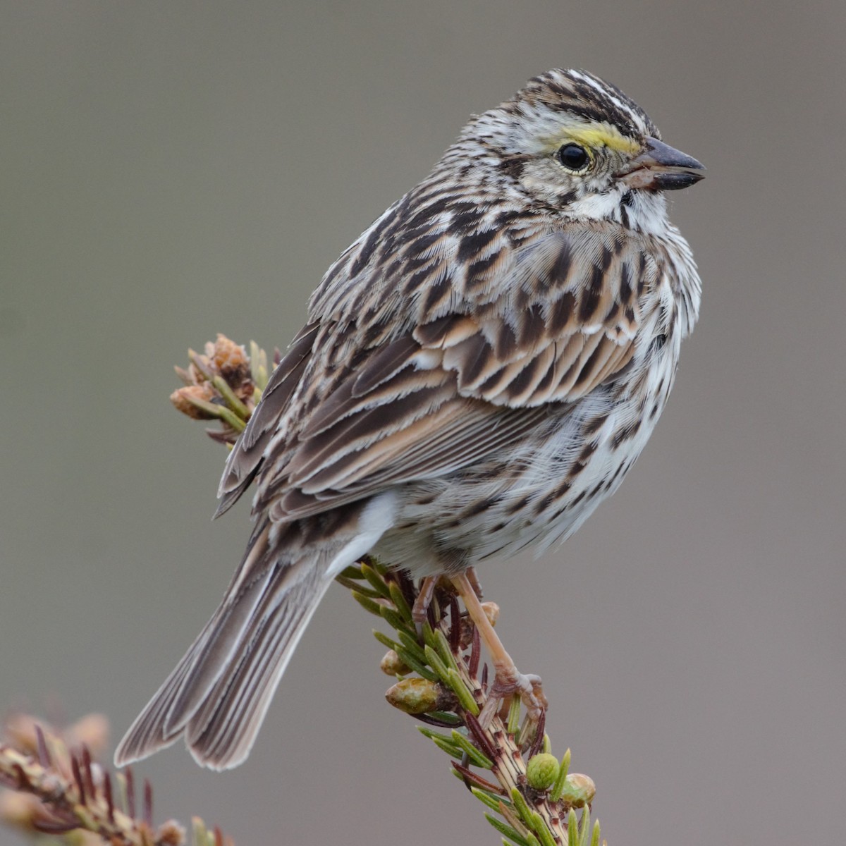 Savannah Sparrow - Andrew Stadnyk