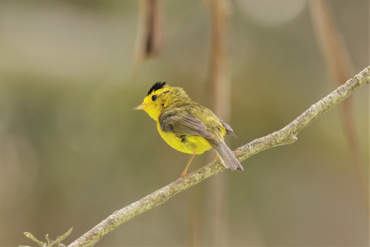 Wilson's Warbler - Russ Namitz