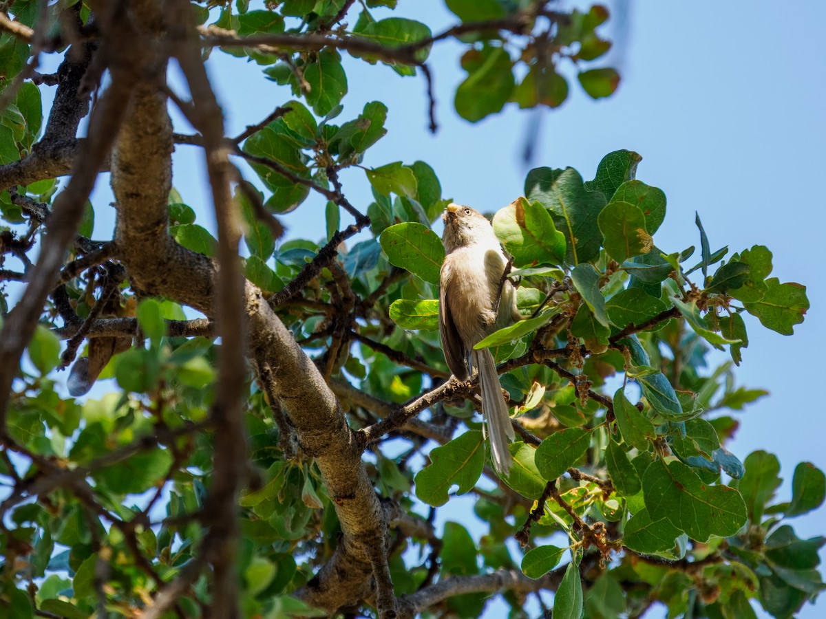 Bushtit - Tony Doty