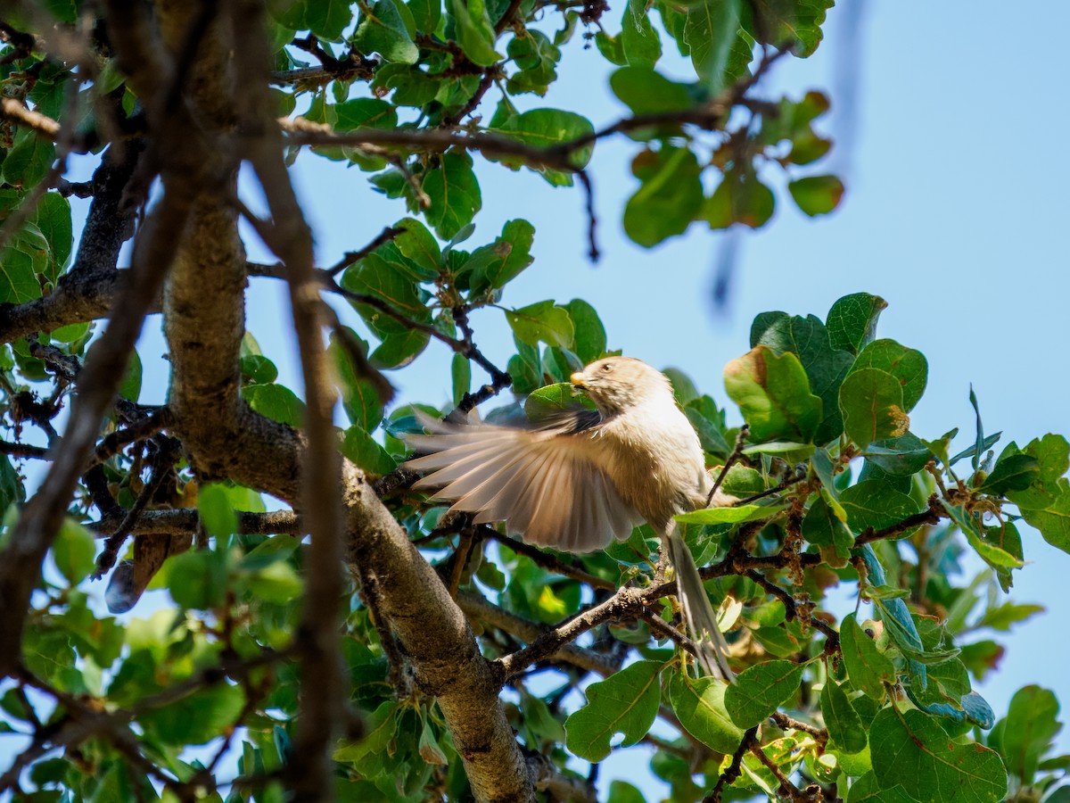 Bushtit - Tony Doty