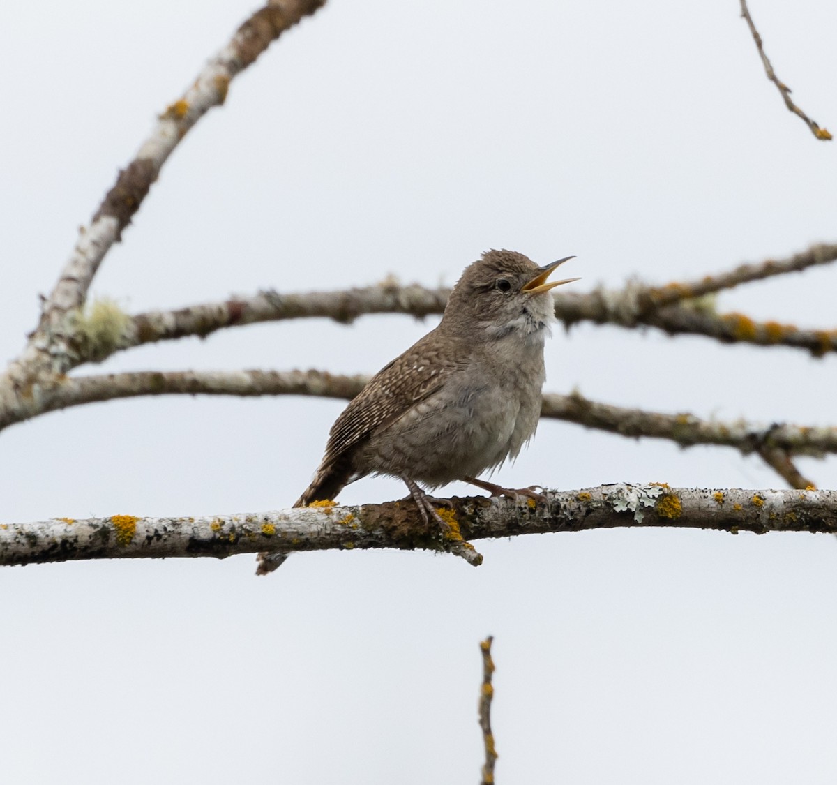 House Wren - Greg Harrington