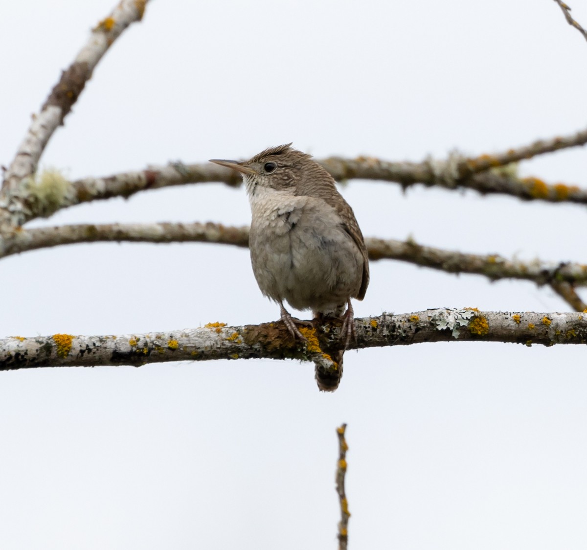 House Wren - Greg Harrington