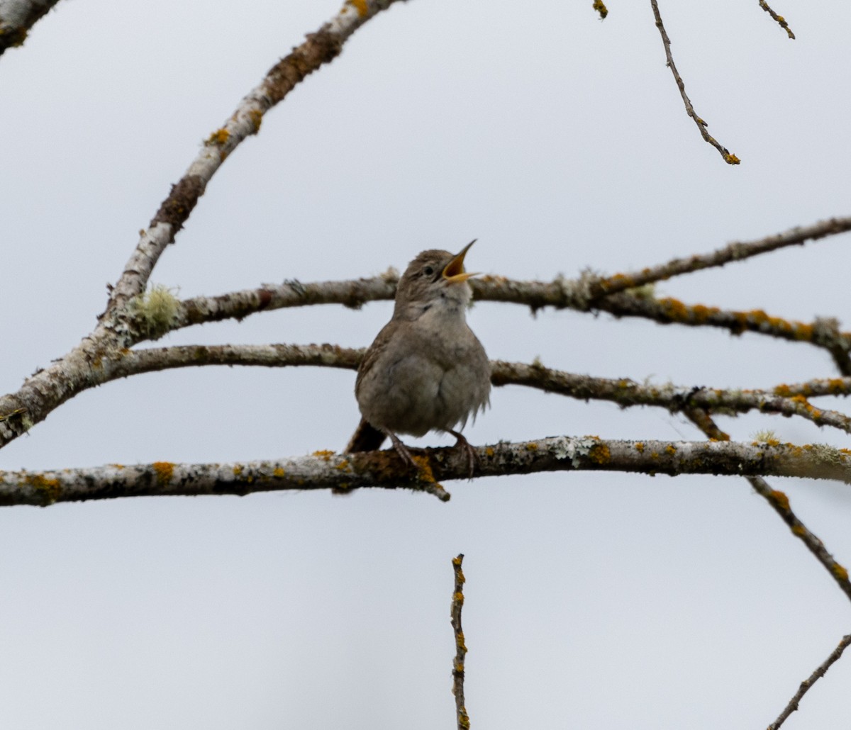 House Wren - Greg Harrington