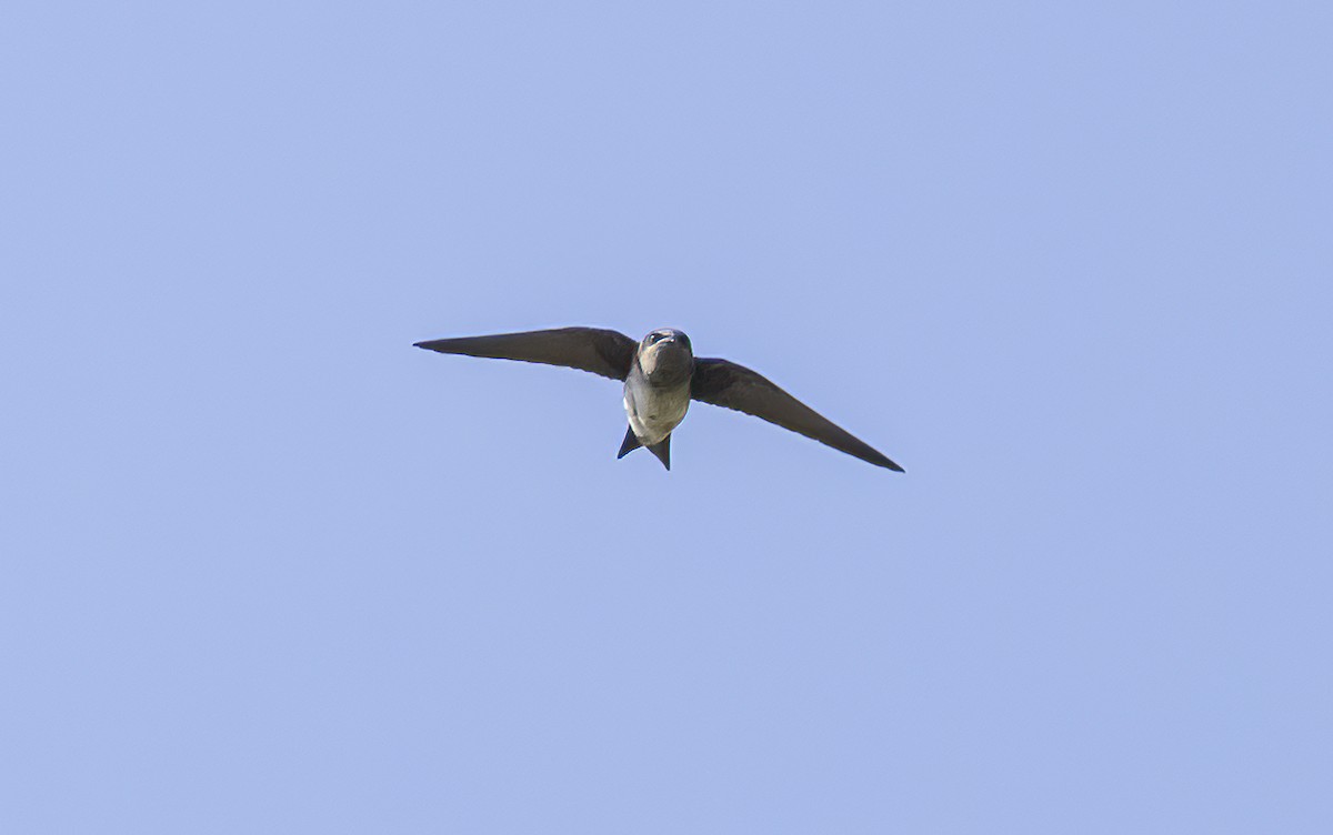 Purple Martin - ML619642432